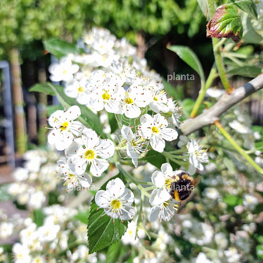 hoogstamboom, stamomtrek 10-12 cm, in pot