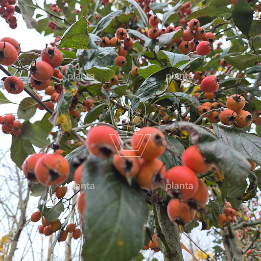 hoogstamboom, stamomtrek 10-12 cm, in pot