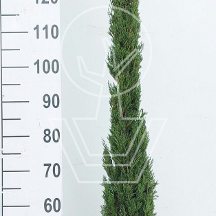 150 tot 175 cm hoog, pot 20 liter