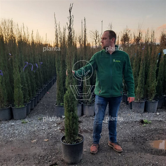 150 tot 175 cm hoog, pot 20 liter