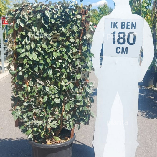 laagstam leiboom, rek (BxH) 70 x 120 cm