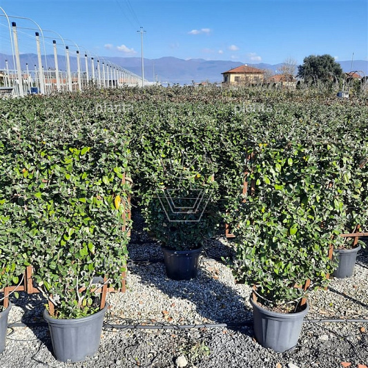 laagstam leiboom, rek (BxH) 70 x 120 cm