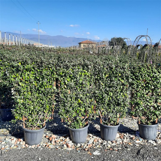 laagstam leiboom, rek (BxH) 70 x 120 cm