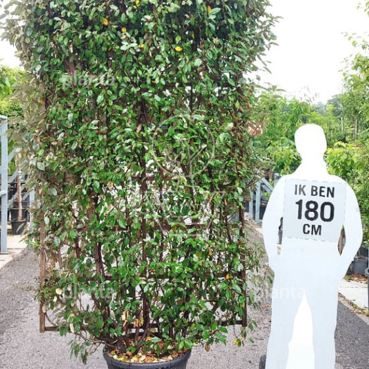 laagstam leiboom, rek (BxH) 130 x 200 cm