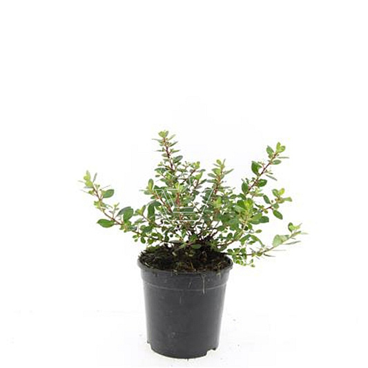 pot 1.5 liter, leverbaar