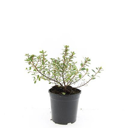 pot 1.5 liter, leverbaar