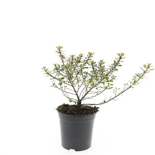 pot 1.5 liter, leverbaar