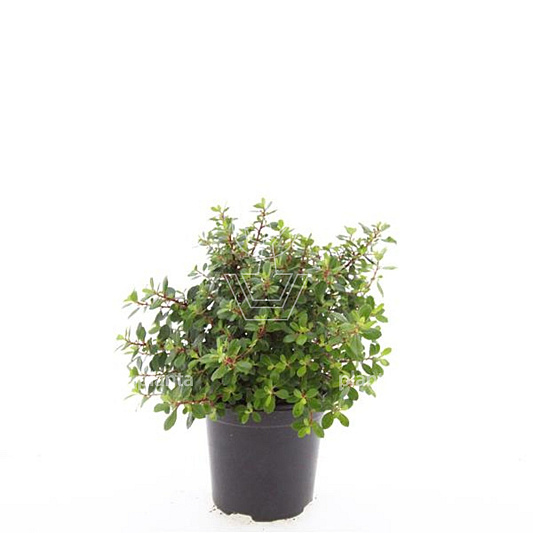 pot 1.5 liter, leverbaar