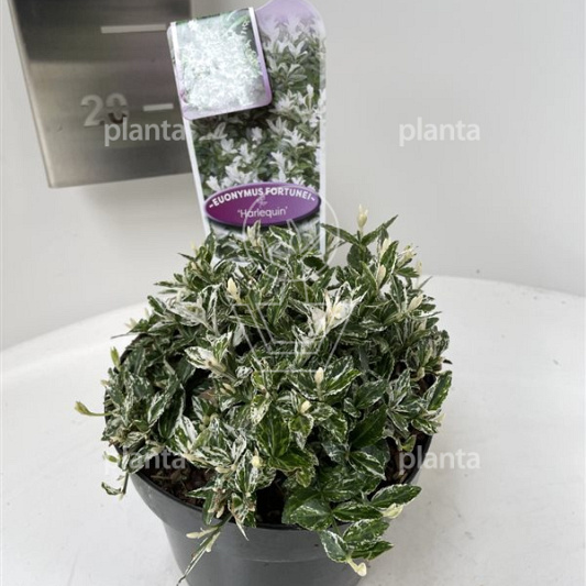 20 tot 25 cm hoog, pot 2 liter