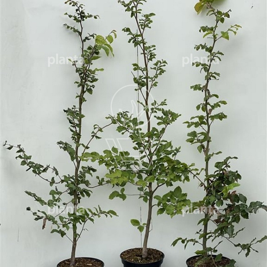 Fagus sylvatica Fagus sylvatica 100-125, C5