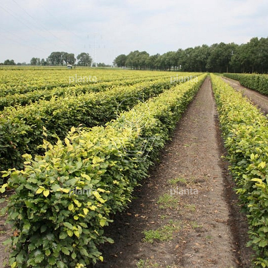 Quick Hedge Haagelement 100cm lang x 80cm hoog