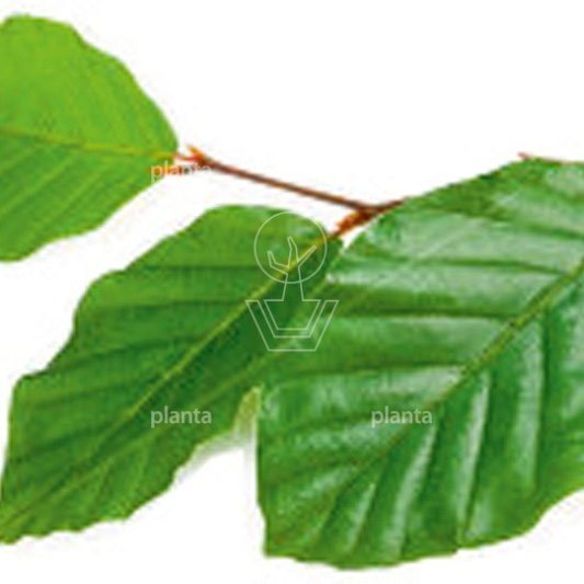 Quick Hedge Haagelement 100cm lang x 80cm hoog