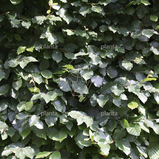 Quick Hedge Haagelement 100cm lang x 80cm hoog