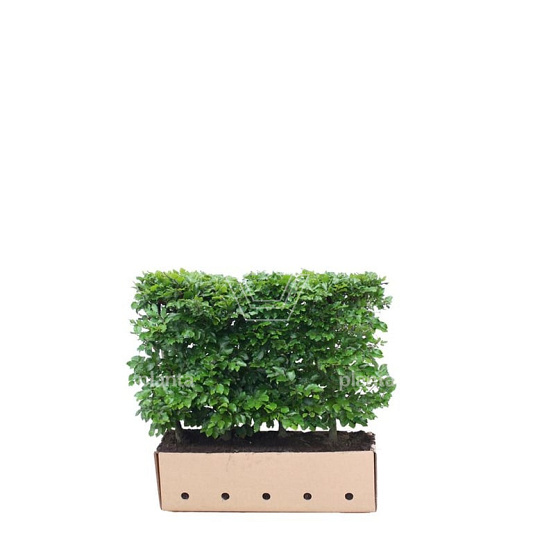 Quick Hedge Haagelement 100cm lang x 80cm hoog