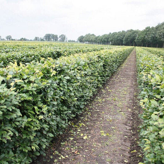 Quick Hedge Haagelement 100cm lang x 120cm hoog