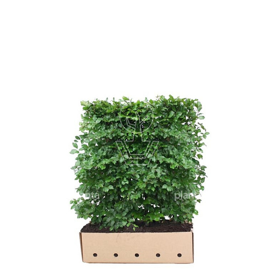 Quick Hedge Haagelement 100cm lang x 120cm hoog