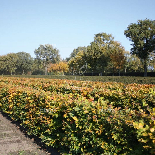Quick Hedge Haagelement 100cm lang x 150cm hoog