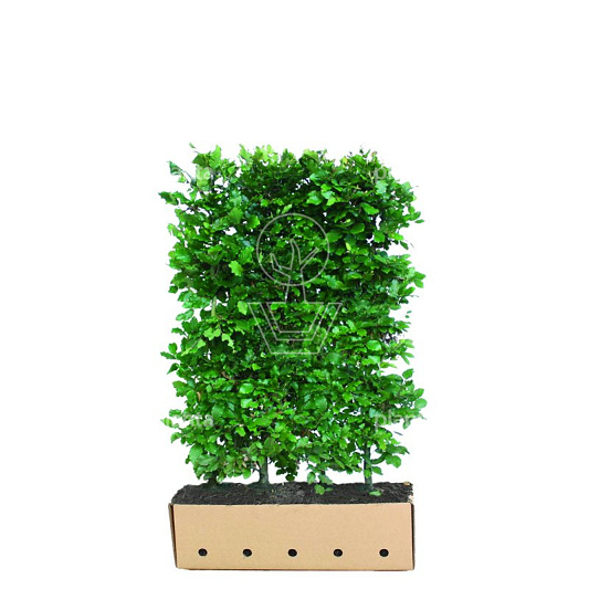 Quick Hedge Haagelement 100cm lang x 150cm hoog