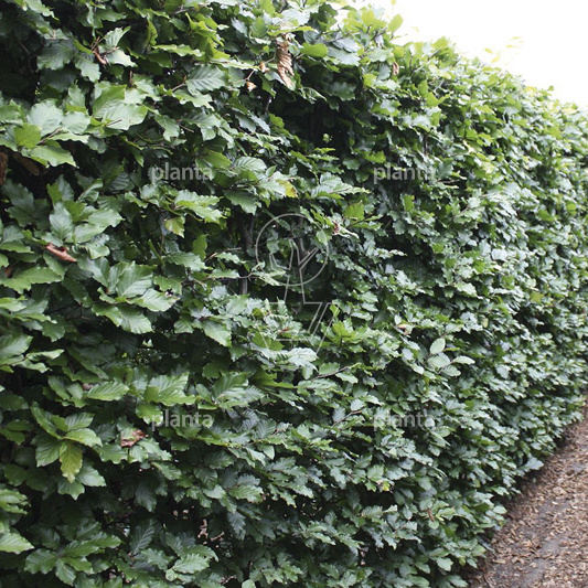 Quick Hedge Haagelement 100cm lang x 200cm hoog