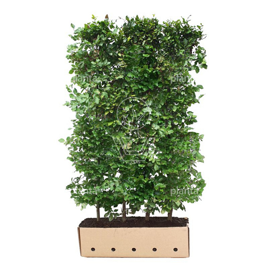 Quick Hedge Haagelement 100cm lang x 200cm hoog