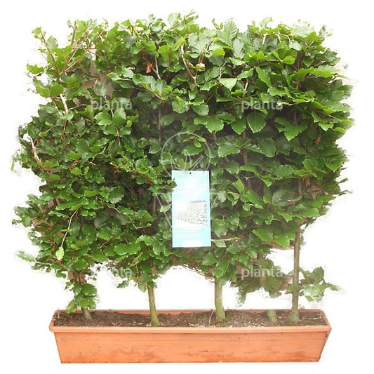 Meeneemhaag 100cm lang x 80 tot 100cm hoog