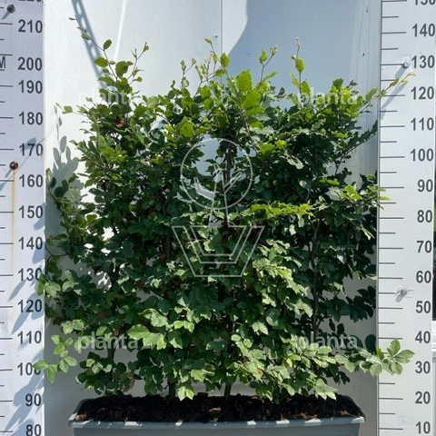 Meeneemhaag 100cm lang x 80 tot 100cm hoog