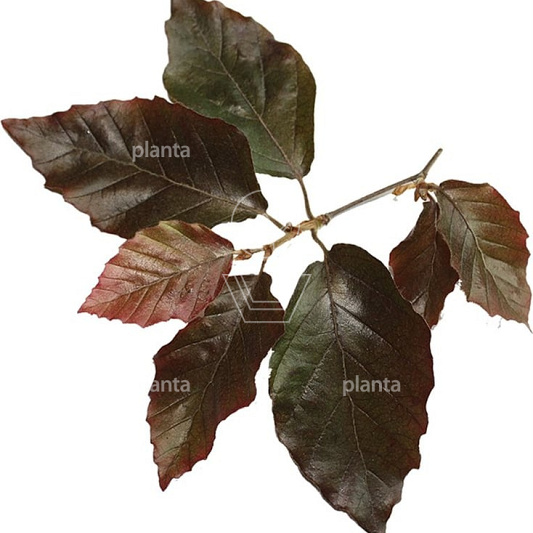 Quick Hedge Haagelement 100cm lang x 200cm hoog