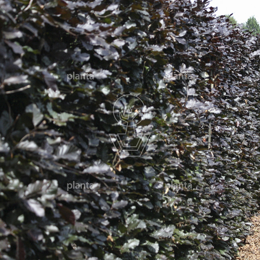 Quick Hedge Haagelement 100cm lang x 200cm hoog