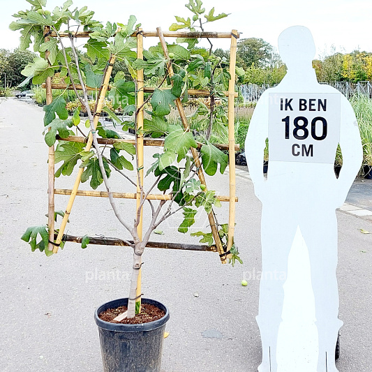 laagstam leiboom, rek (BxH) 100 x 150 cm