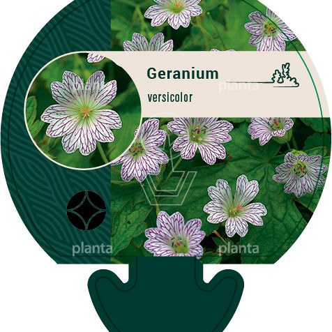Geranium versicolor P9, LEV | Planta
