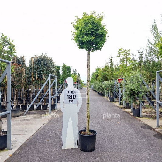 hoogstamboom, stamomtrek 14-16 cm, in pot