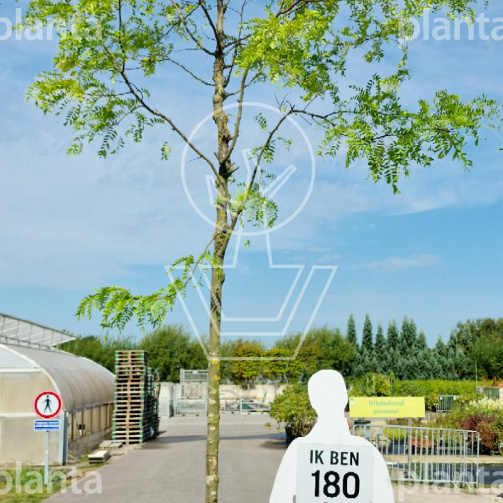 hoogstamboom, stamomtrek 16-18 cm, in pot