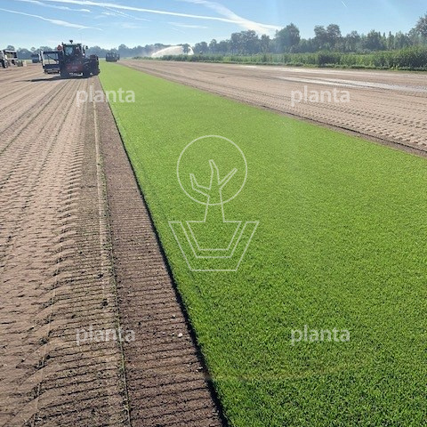 Sporto, per vierkante meter (250cm lang x 40cm breed)