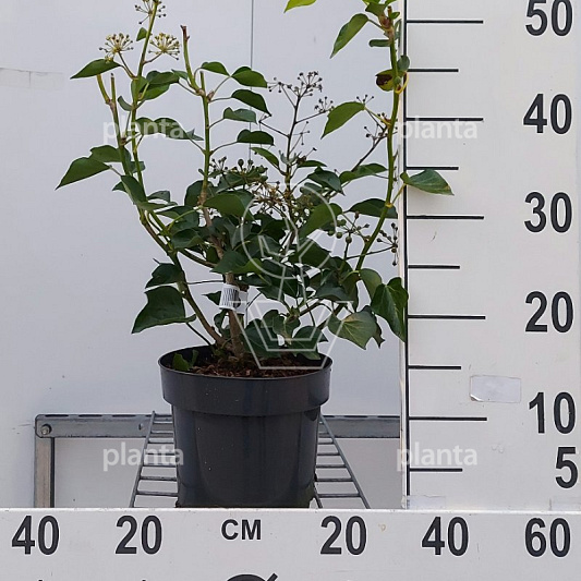 30 tot 40 cm hoog, pot 3 liter