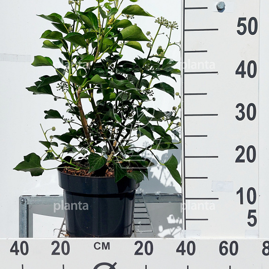 40 tot 50 cm hoog, pot 5 liter