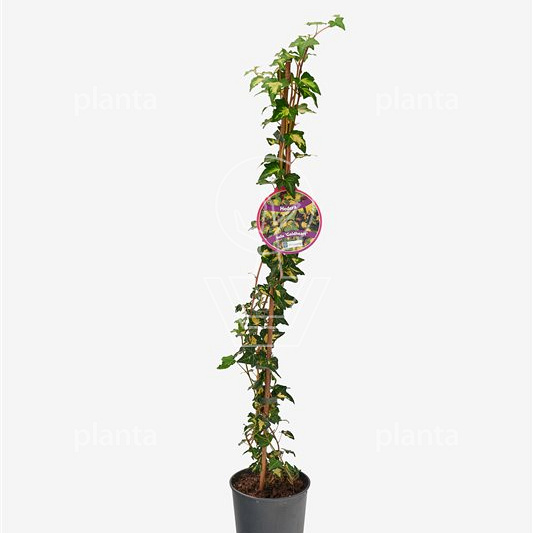 80 tot 100 cm hoog, pot 2 liter