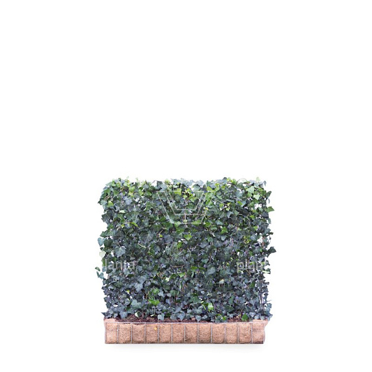 Mobilane kant en klaar haag, LxH 120x100cm, cocopeat 'pot'