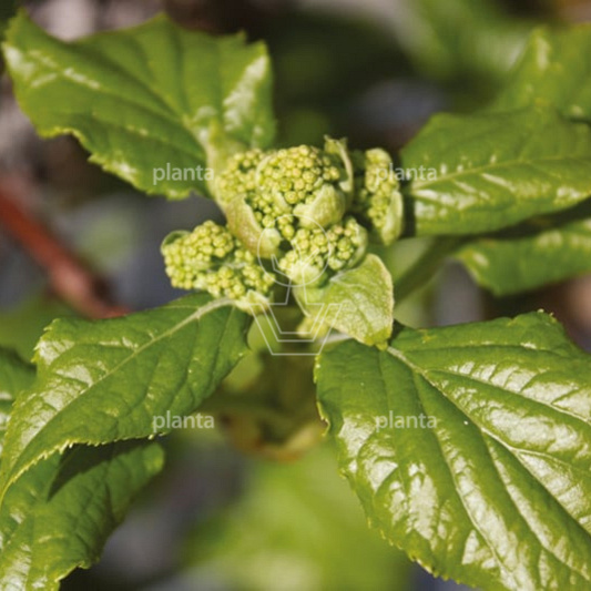 Quick Hedge Haagelement 100cm lang x 180cm hoog