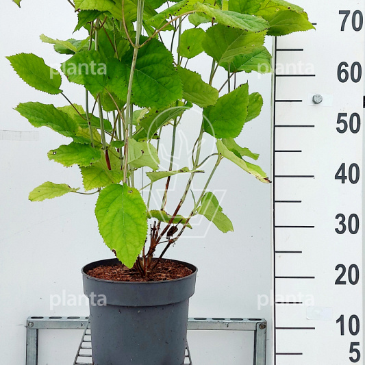 Pot 7.5 liter