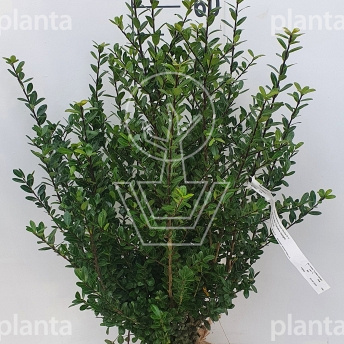 60 tot 80 cm hoog, met kluit