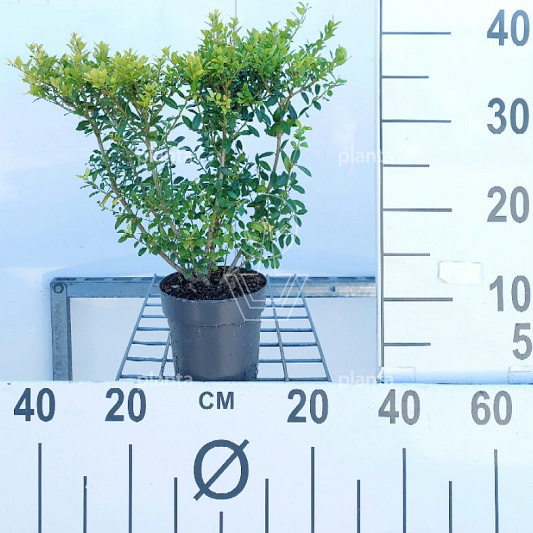 20 tot 30 cm hoog, pot 2 liter