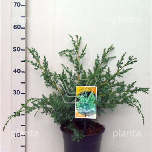 30 tot 40 cm hoog, pot 3 liter