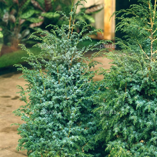 30 tot 40 cm hoog, pot 3 liter