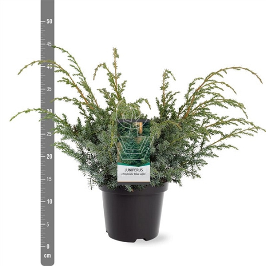 30 tot 40 cm hoog, pot 3 liter