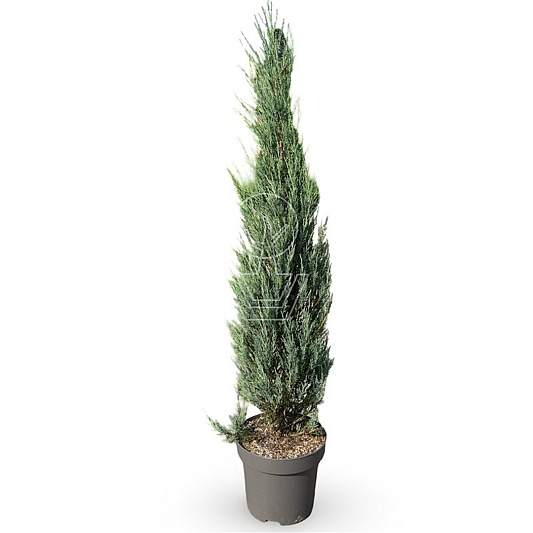 125 tot 150 cm hoog, pot 12 liter