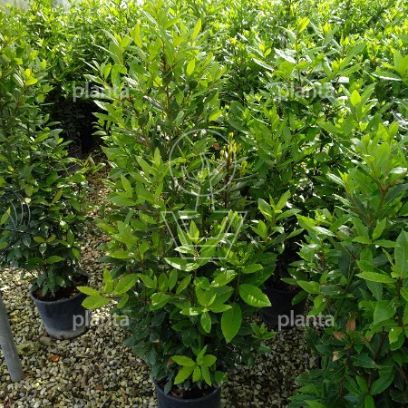 125 tot 150 cm hoog, pot 10 liter