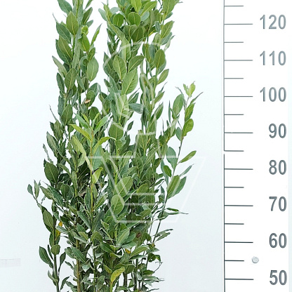 125 tot 150 cm hoog, pot 10 liter