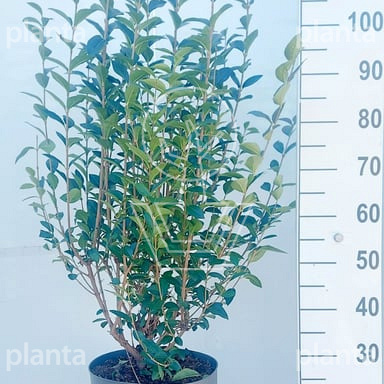 Ligustrum ovalifolium Ligustrum ovalifolium 125-150, C12