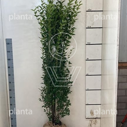 Ligustrum ovalifolium Ligustrum ovalifolium 150-175, KL