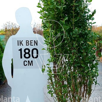 photinia fraseri carre rouge giftig Photinia x fraseri 'Carre Rouge'